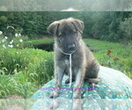 Small #3 German Shepherd Dog