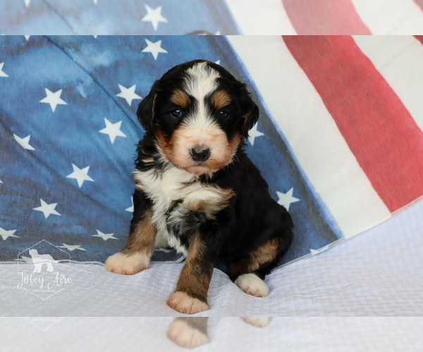 Medium Photo #6 Bernedoodle Puppy For Sale in CARLOCK, IL, USA