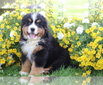 Small Photo #1 Bernese Mountain Dog Puppy For Sale in SHILOH, OH, USA