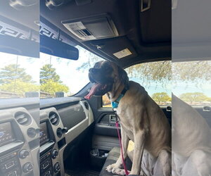 Mutt Dogs for adoption in Goodyear, AZ, USA