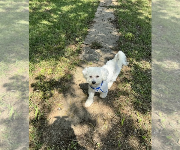 Medium Photo #1 Bichon Frise Puppy For Sale in TUSCALOOSA, AL, USA