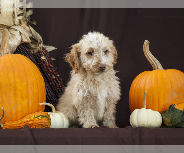 Medium Photo #1 Goldendoodle (Miniature) Puppy For Sale in CONVOY, OH, USA