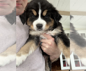 Bernese Mountain Dog-Siberian Husky Mix Puppy for sale in COATS, NC, USA