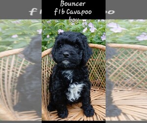 Cavapoo Puppy for sale in MILLVILLE, MN, USA