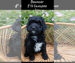 Image preview for Ad Listing. Nickname: Bouncer