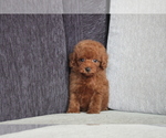 Small Photo #6 Poodle (Toy) Puppy For Sale in CHICAGO, IL, USA