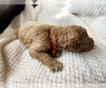 Small #32 Goldendoodle
