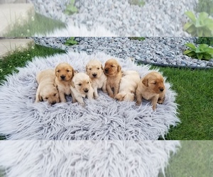 Golden Retriever Puppy for sale in VERGAS, MN, USA