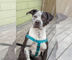 Cosma - Female Pointer-Unknown Mix Dog for Adoption - Photo #9
