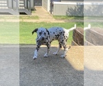 Small Photo #10 Dalmatian Puppy For Sale in RIDGELAND, MS, USA