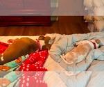 Small Photo #4 American Pit Bull Terrier-Unknown Mix Puppy For Sale in Germantown, OH, USA