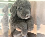 Small Photo #66 Aussiedoodle Puppy For Sale in LONGWOOD, FL, USA