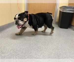 Free-Lance Bulldog Dogs for adoption in Orange, CA, USA