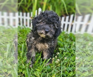 Poodle (Miniature) Puppy for sale in INDIANAPOLIS, IN, USA