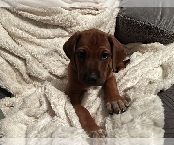 Medium Photo #3 Rhodesian Ridgeback Puppy For Sale in MURFREESBORO, TN, USA