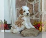 Small #2 Cavapoo