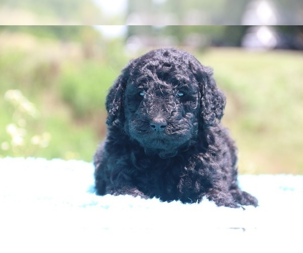 Medium Photo #29 Poodle (Standard) Puppy For Sale in UNION CITY, TN, USA