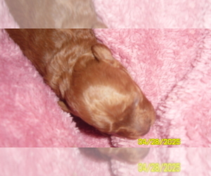 Poodle (Toy) Puppy for Sale in DULUTH, Georgia USA