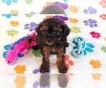 Rudy - Male Cavapoo (Miniature)-Poodle (Toy) Mix Puppy for Sale - Photo #3