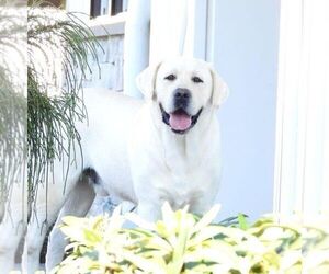 Father of the Labrador Retriever puppies born on 08/06/2025
