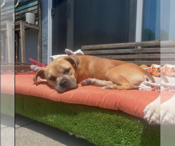 Medium Photo #3 Bulldog-Unknown Mix Puppy For Sale in Hayward, CA, USA