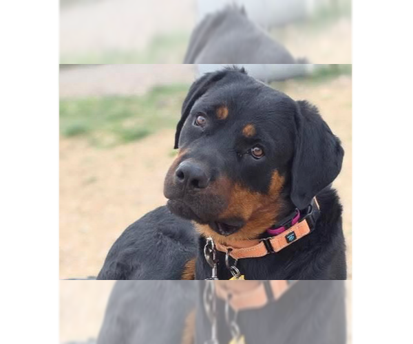 Medium Photo #9 Rottweiler Puppy For Sale in Gilbert, AZ, USA