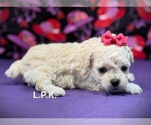 Poodle (Toy) Puppy for sale in WINNSBORO, LA, USA