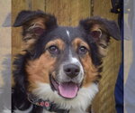 Small #4 Border-Aussie