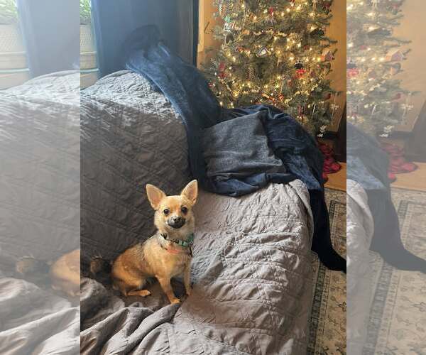 Medium Photo #3 Chihuahua-Unknown Mix Puppy For Sale in Rochester, NY, USA