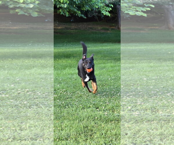 Medium Photo #5 German Shepherd Dog Puppy For Sale in Centreville, VA, USA