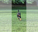 Small #4 German Shepherd Dog