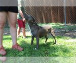 Small #7 Mutt