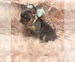 Small Photo #7 French Bulldog Puppy For Sale in CALDWELL, TX, USA