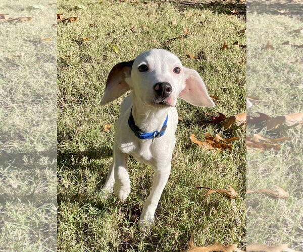 Medium Photo #2 Jack Russell Terrier-Unknown Mix Puppy For Sale in Hillsboro, MO, USA