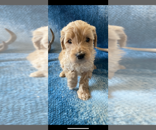Medium Photo #1 Goldendoodle Puppy For Sale in ROSEBURG, OR, USA