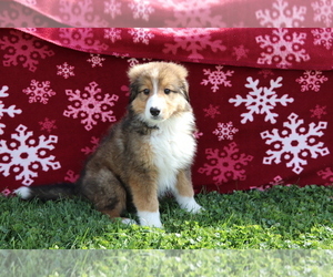 Bernese Mountain Dog-Collie Mix Puppy for sale in SHILOH, OH, USA