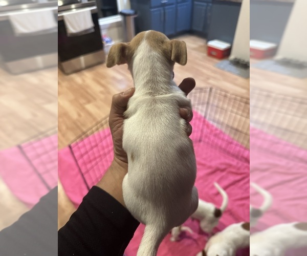 Medium Photo #7 Jack Russell Terrier Puppy For Sale in HARRISVILLE, RI, USA