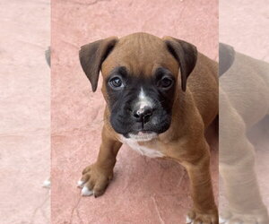 Boxer Dogs for adoption in Lake Elsinore, CA, USA