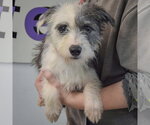 Small Photo #3 Shih Tzu-Unknown Mix Puppy For Sale in Huntley, IL, USA