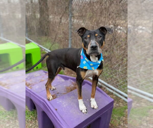 Medium Photo #6 Boxador Puppy For Sale in Houston, TX, USA