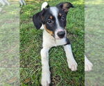 Small #1 Australian Shepherd Mix