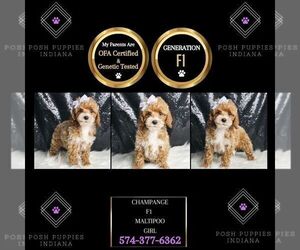 Maltipoo Puppy for sale in WARSAW, IN, USA