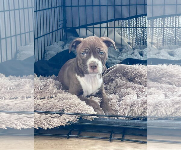 Medium Photo #1 Bulldog-Unknown Mix Puppy For Sale in Crete, IL, USA