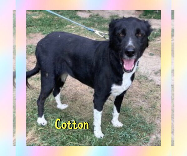Medium Photo #1 Border Collie Puppy For Sale in Red Lodge, MT, USA