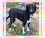 Small Border Collie