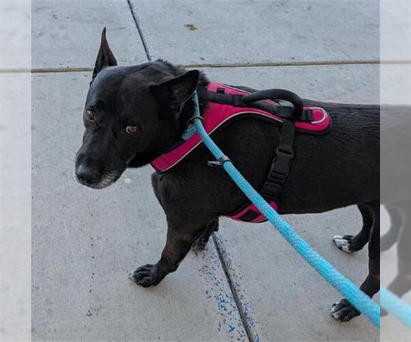 Medium Photo #1 Labrador Retriever-Unknown Mix Puppy For Sale in Bakersfield, CA, USA
