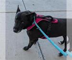Small Labrador Retriever Mix