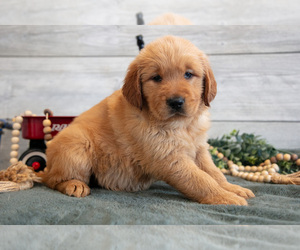 Golden Retriever Puppy for sale in MIDDLEBURY, IN, USA
