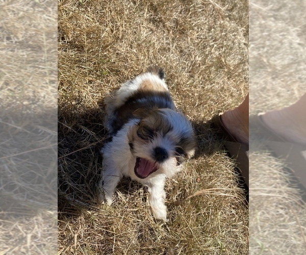 Medium Photo #31 Shih Tzu Puppy For Sale in VENETA, OR, USA