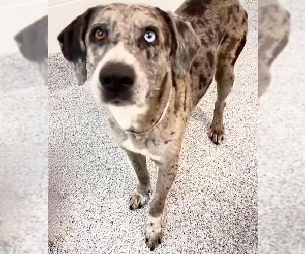 Medium Photo #2 Catahoula Leopard Dog Puppy For Sale in Houston, TX, USA